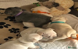 French Bulldog dogs for sale: French bulldog puppies in Manchester - Image 6