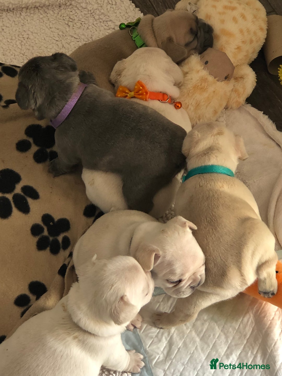French Bulldog dogs for sale: French bulldog puppies in Manchester - Image 6
