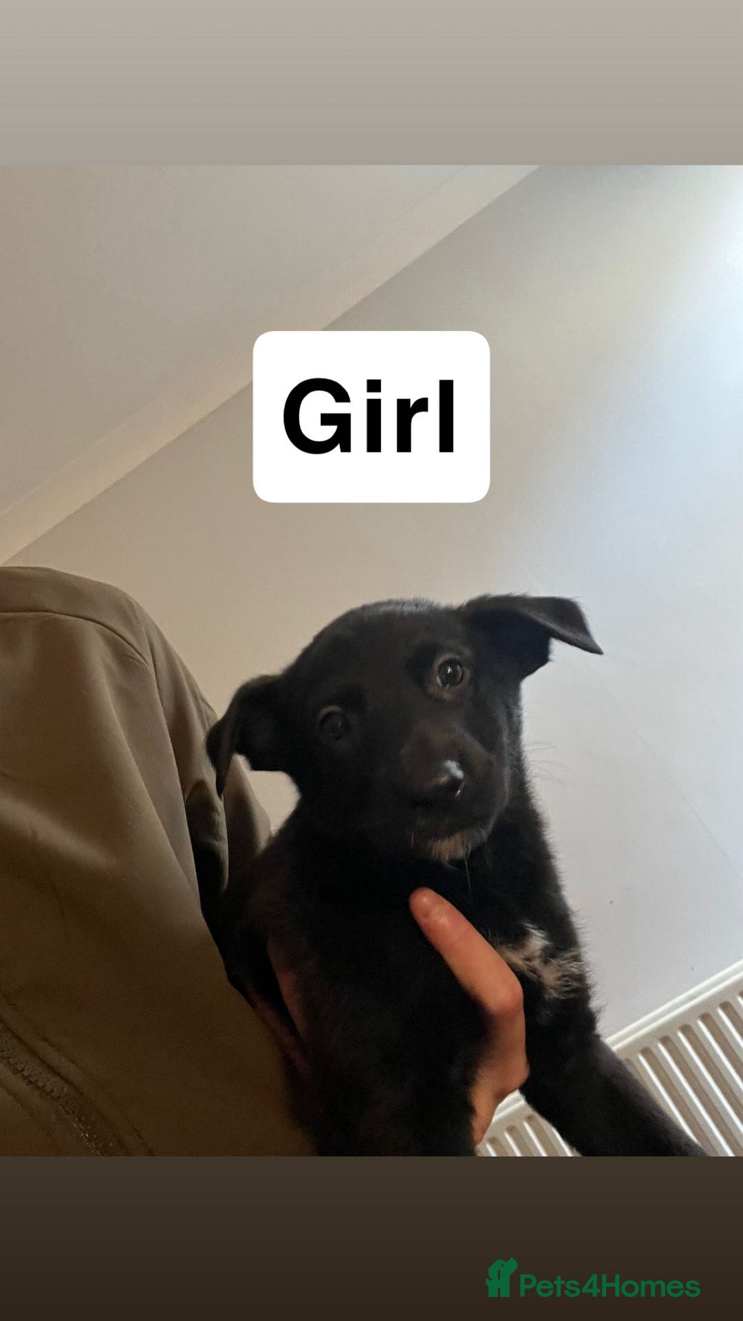 Mixed Breed dogs for sale: German shepard x - Advert 5