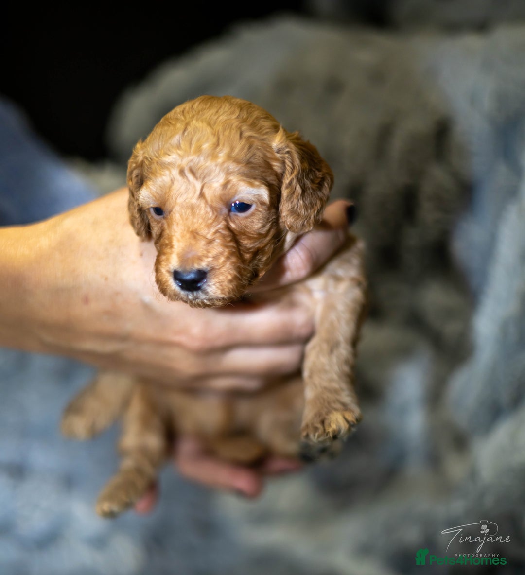 Goldendoodle dogs for sale: Mini Golden doodles - Advert 7