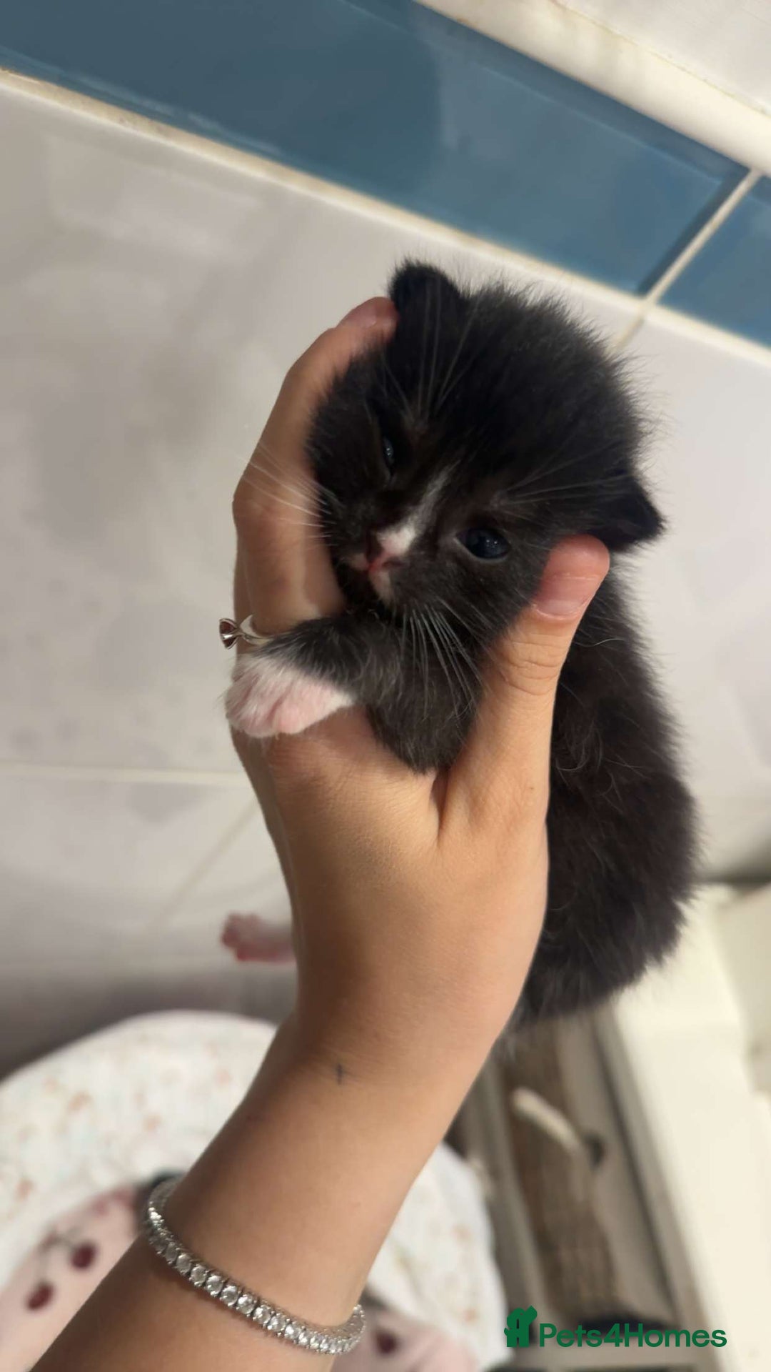 Mixed Breed cats for sale: Beautiful litter of 5  - Image 4