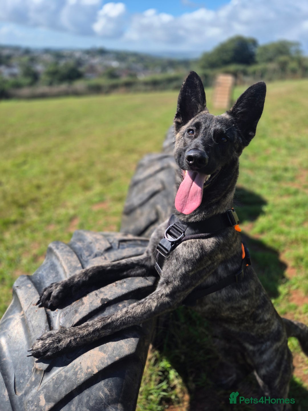 Belgian Shepherd Dog dogs for adoption: RAY - YOUNG MALE DUTCH SHEPHERD  - Image 1
