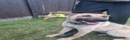 Belgian Shepherd Dog dogs for sale: Stunning Belgian Mali in Crewe - Advert 3