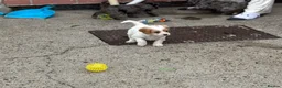 Cavapoo dogs for sale: Beautiful Cavapoo Puppies Looking for Loving Homes in Portsmouth - Advert 2