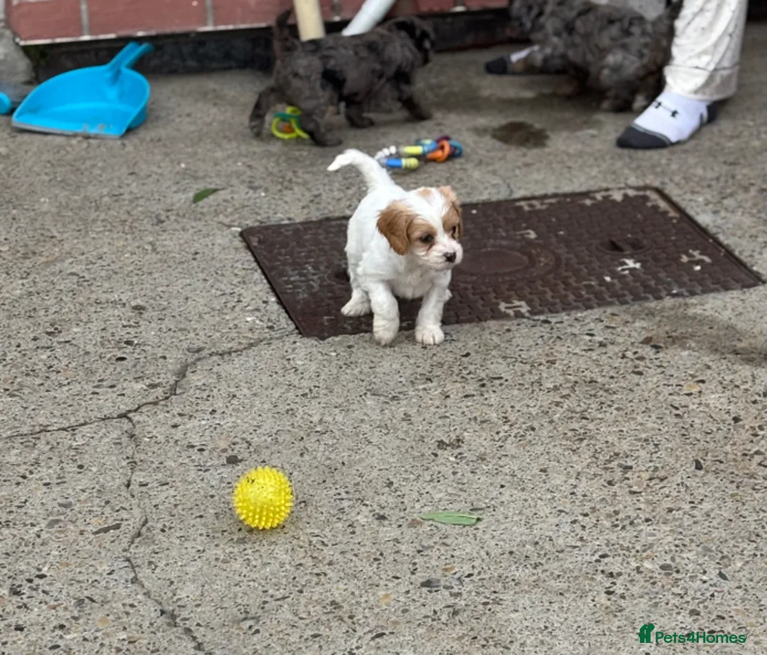 Cavapoo dogs for sale: Beautiful Cavapoo Puppies Looking for Loving Homes in Portsmouth - Advert 2