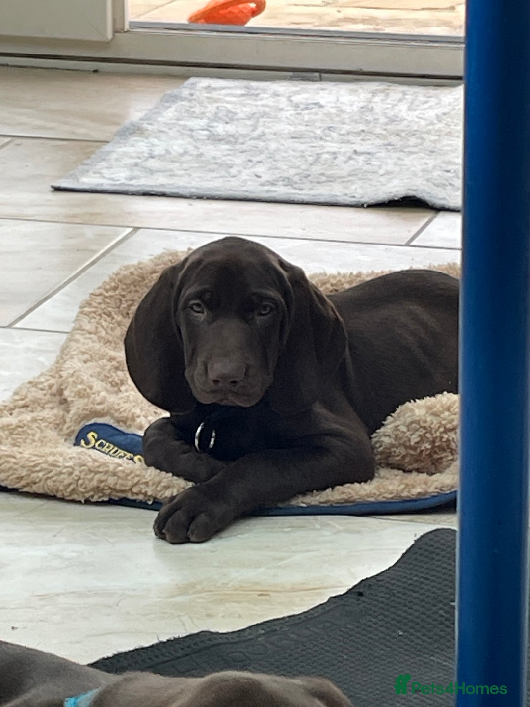 Mixed Breed dogs for sale: Stunning boys and girls available  - Image 16