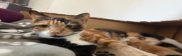 Mixed Breed cats for sale: Beautiful kittens for sale. - Advert 1