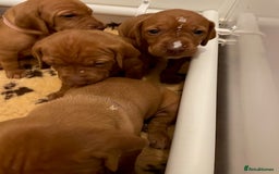 Hungarian Vizsla dogs for sale: Exceptional KC registered Hungarian Vizsla Litter - Image 7