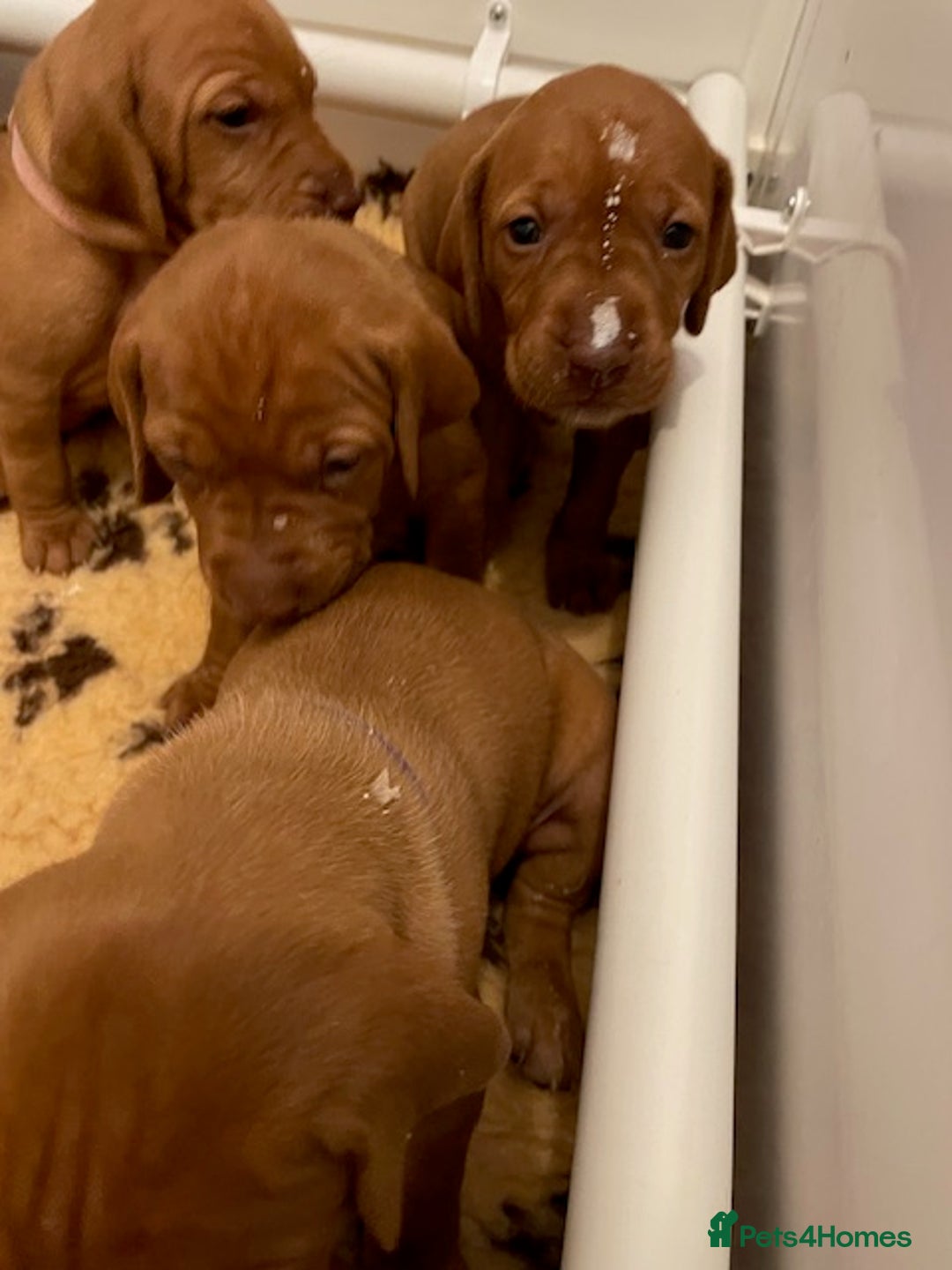 Hungarian Vizsla dogs for sale: Exceptional KC registered Hungarian Vizsla Litter - Image 7