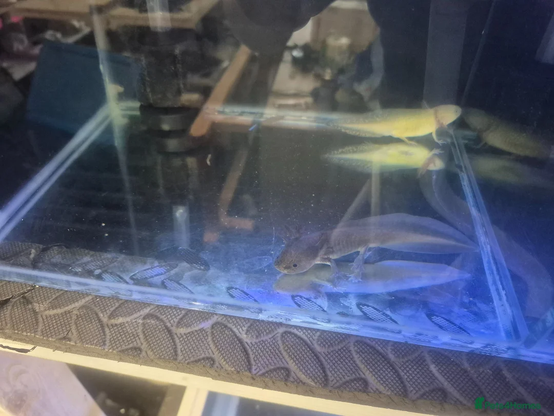 Axolotl reptiles for sale: Axolotls for sale  - Advert 5