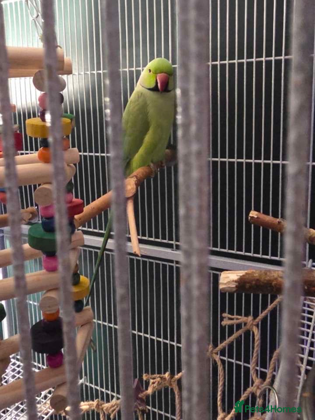 Ringnecks birds for sale: Indian Ringneck - Advert 2