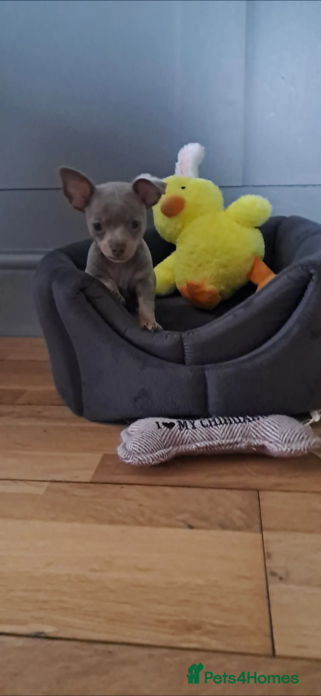 Mixed Breed dogs for sale: Three Tiny babies - Advert 1