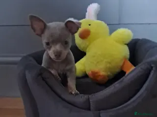 Mixed Breed dogs Three Tiny babies - Advert 1