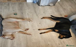 Rottweiler dogs for sale: Beautiful Rottweiler  - Image 9