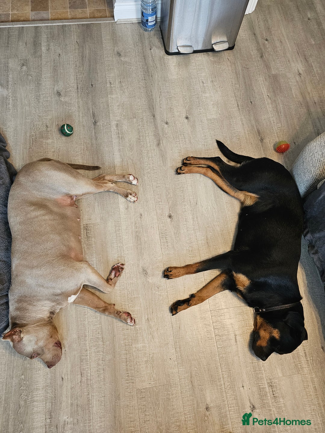 Rottweiler dogs for sale: Beautiful Rottweiler  - Image 9