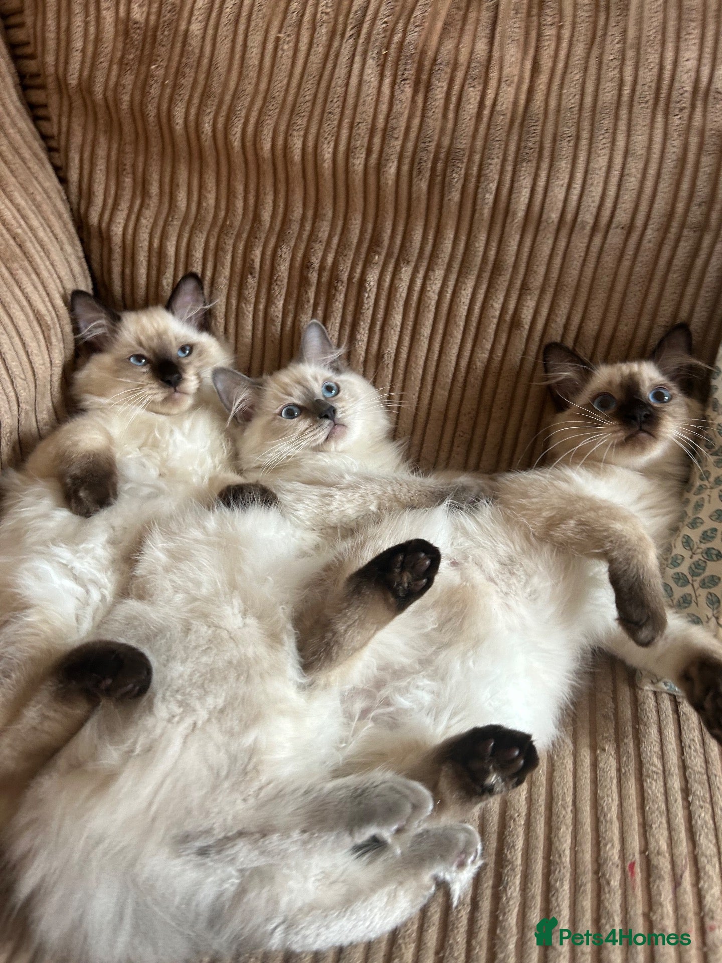 Ragdoll cats for sale: 😸🐾Pure Ragdoll kitties😸🐾 2 male & 1 female🐾😸 - Advert 2