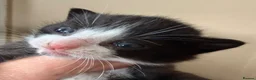 Mixed Breed cats for sale: Home Reared Kittens – ready Sat 11th July - Advert 10