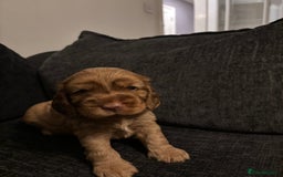 Cocker Spaniel dogs for sale: ✨ Show Cocker Spaniel pups ✨ - Image 12