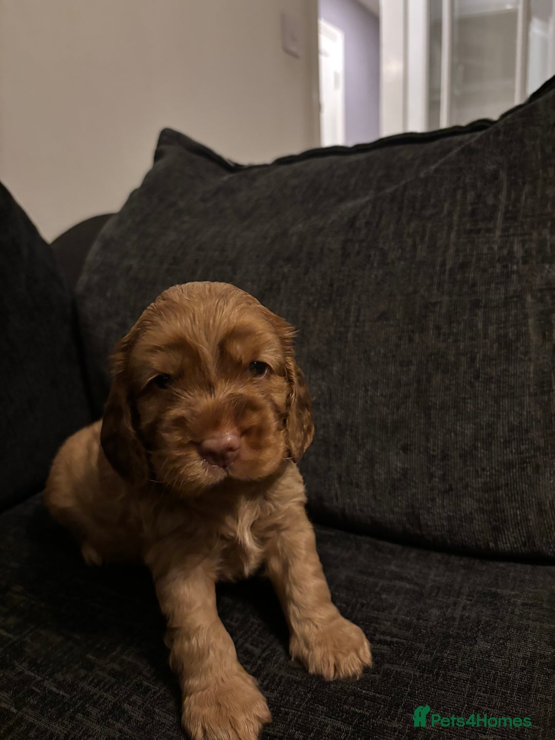 Cocker Spaniel dogs for sale: ✨ Show Cocker Spaniel pups ✨ - Image 12