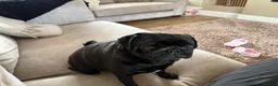 Pug dogs for adoption: Dora Aged 5 years Old 🌷 🌹  - Advert 2