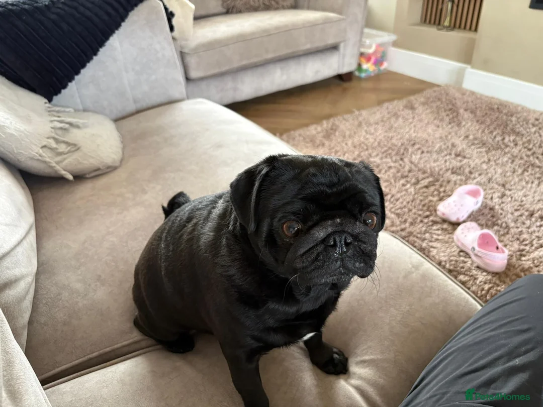 Pug dogs for adoption: Dora Aged 5 years Old 🌷 🌹  - Advert 2