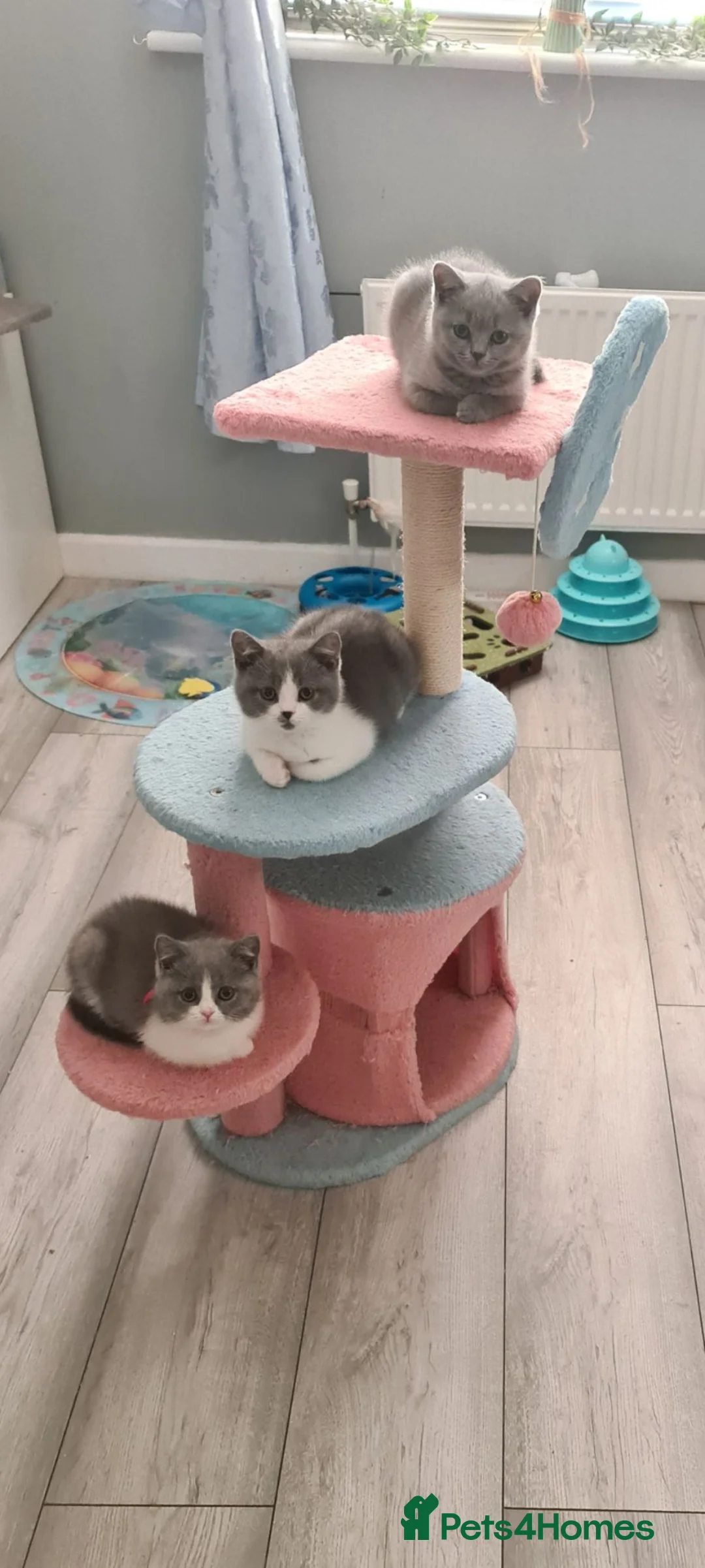 British Shorthair cats for sale: *READY NOW* British shorthair kittens  - Advert 7
