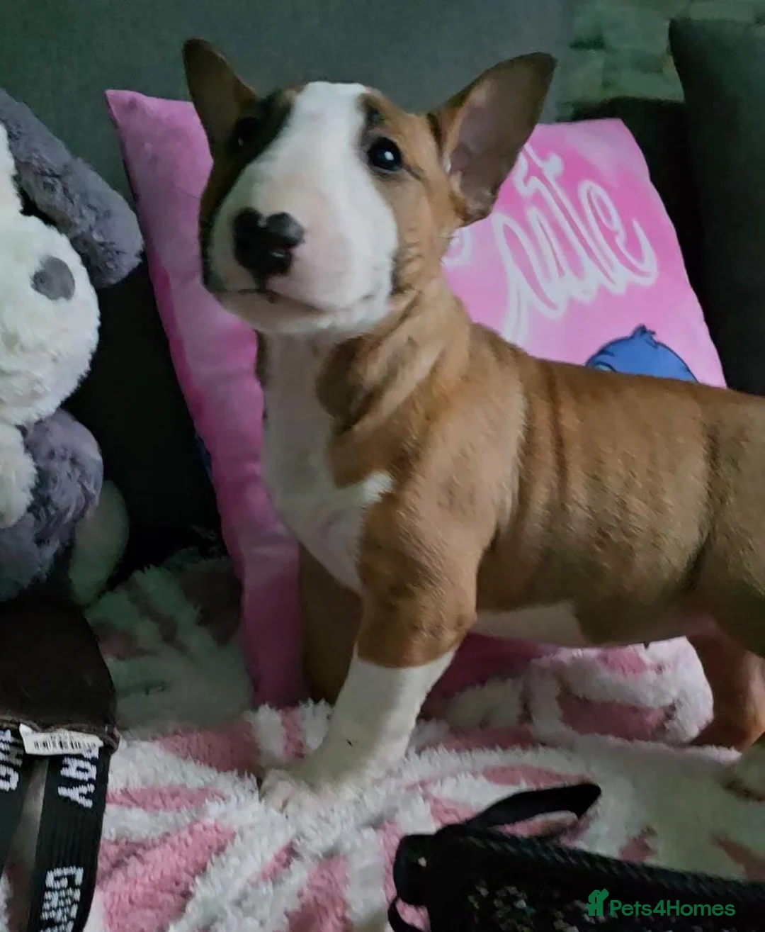 English Bull Terrier dogs for sale: Top Quality KC registered health checked - Advert 10