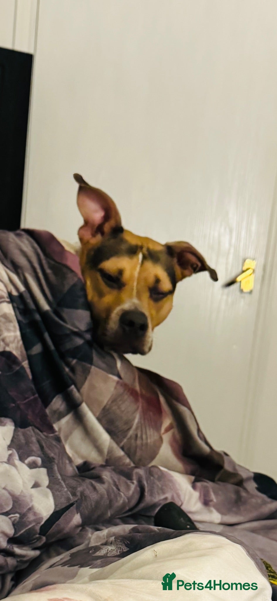 Mixed Breed dogs Staffordshire Bull Terrier cross - Advert 3