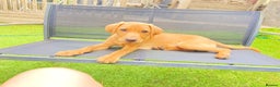 Labrador Retriever dogs for sale: Fox red Labrador puppy - Advert 2