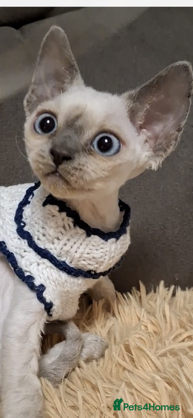 Devon Rex cats Devon Rex girl, very cuddly🌸 - Advert 10