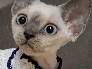 Devon Rex cats Devon Rex girl, very cuddly🌸 - Advert 10