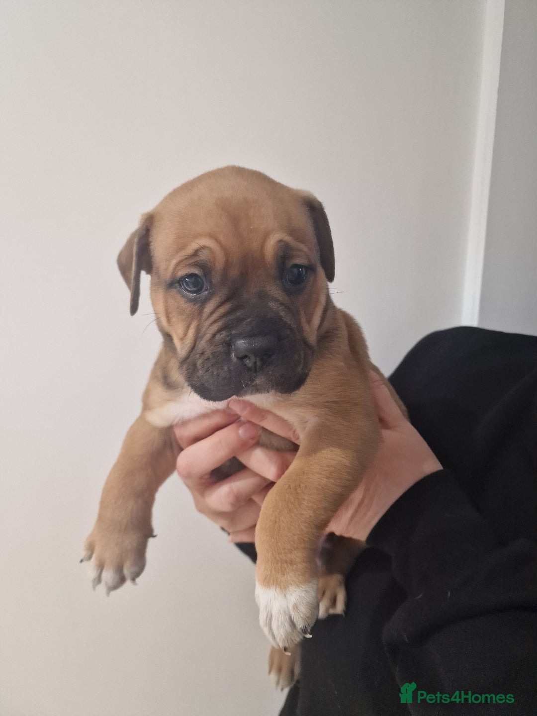 Mixed Breed dogs for sale: Beautiful Puppies–AmStaffy x Olde English Bulldog - Image 4