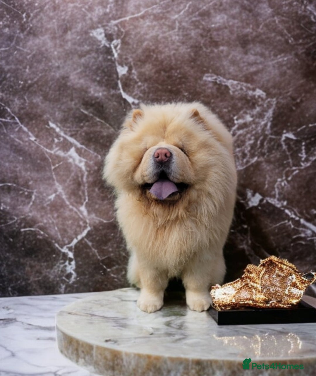 Chow Chow dogs for stud: Beautiful stud Chow chow  in Wisbech - Image 2