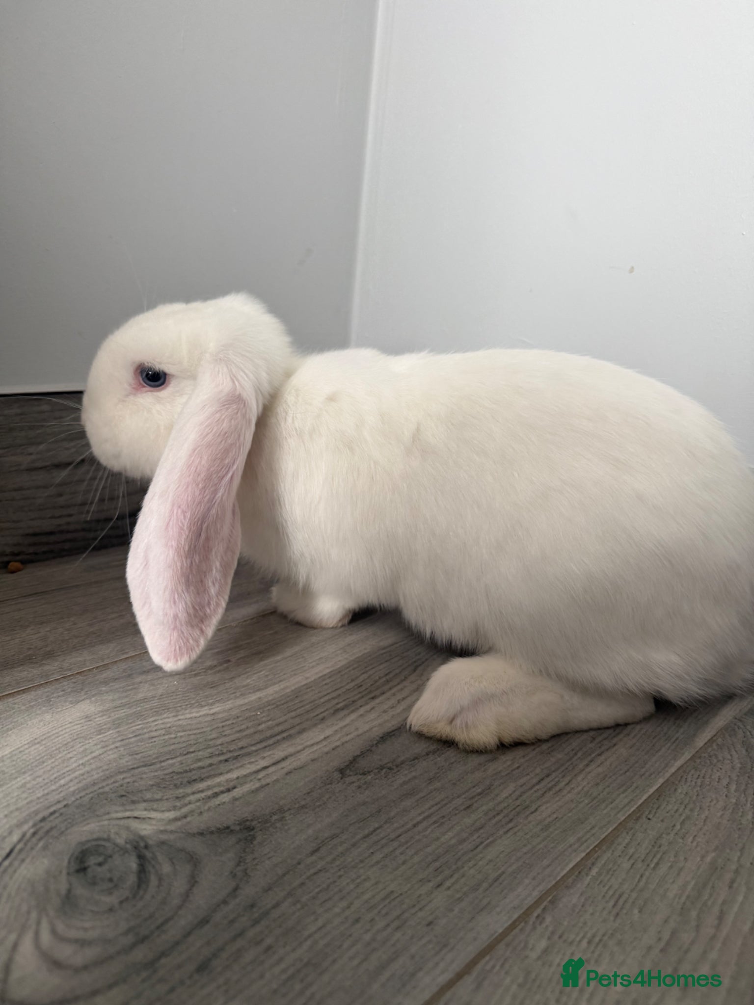 French Lop rabbits Only 2 does available  blue eyed French lops  - Advert 15