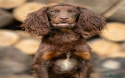 Cocker Spaniel dogs for sale: Beautiful Kc Working Cocker Spaniel Puppies - Image 8