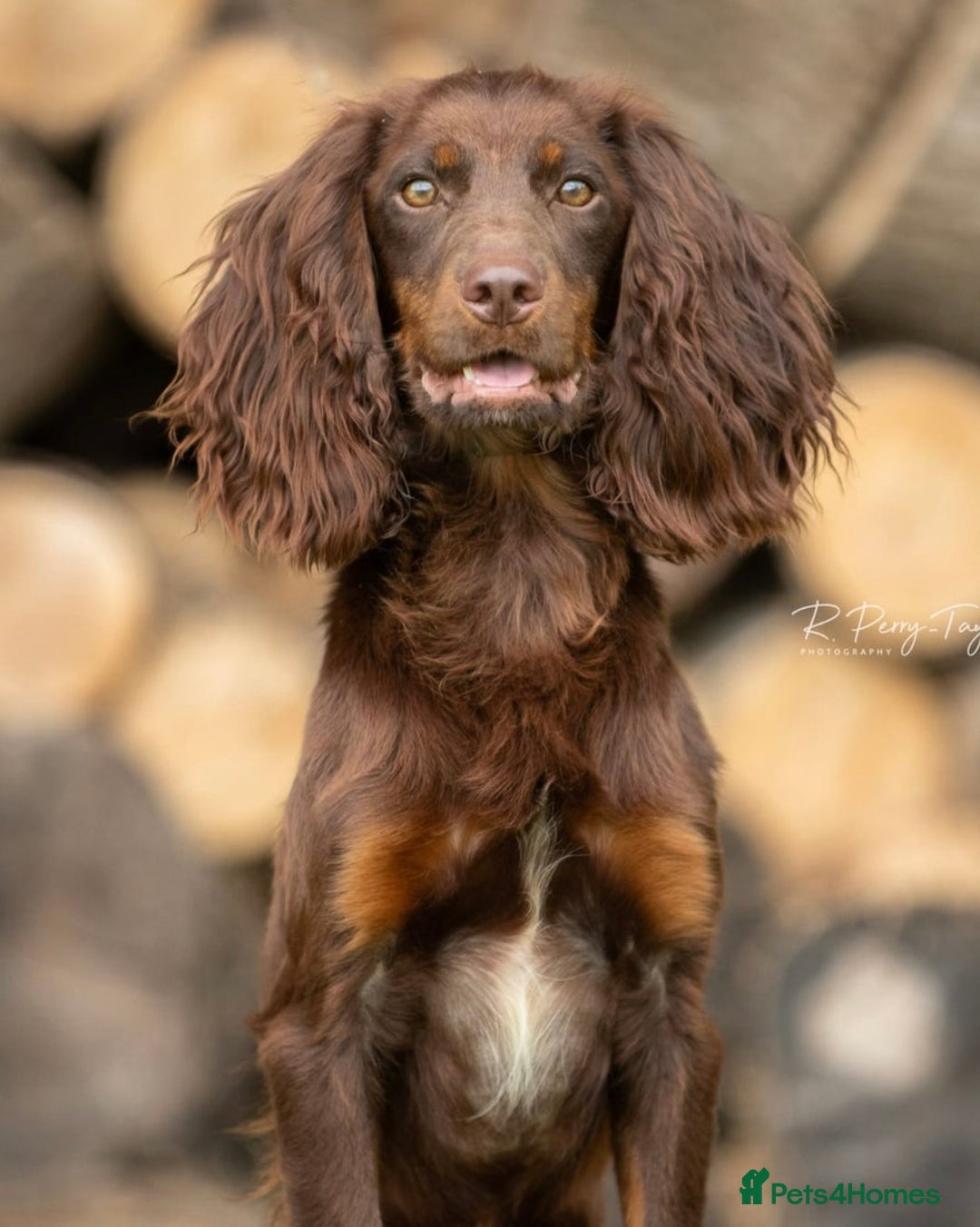 Cocker Spaniel dogs for sale: Beautiful Kc Working Cocker Spaniel Puppies - Image 8