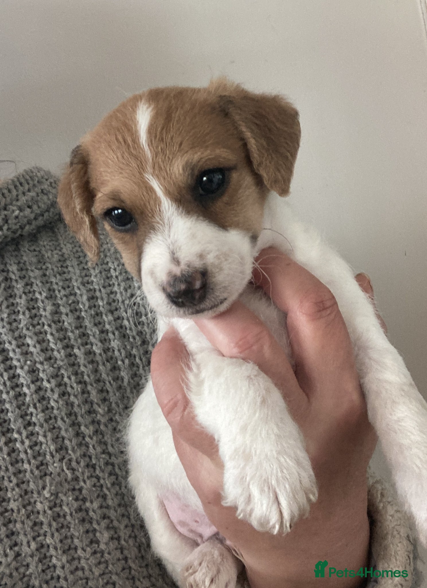 Jackapoo dogs (1 left) BEAUTIFUL LITTER OF JACKAPOO PUPPIES - Advert 2