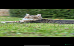 Maine Coon cats for sale: Dolly - Image 3