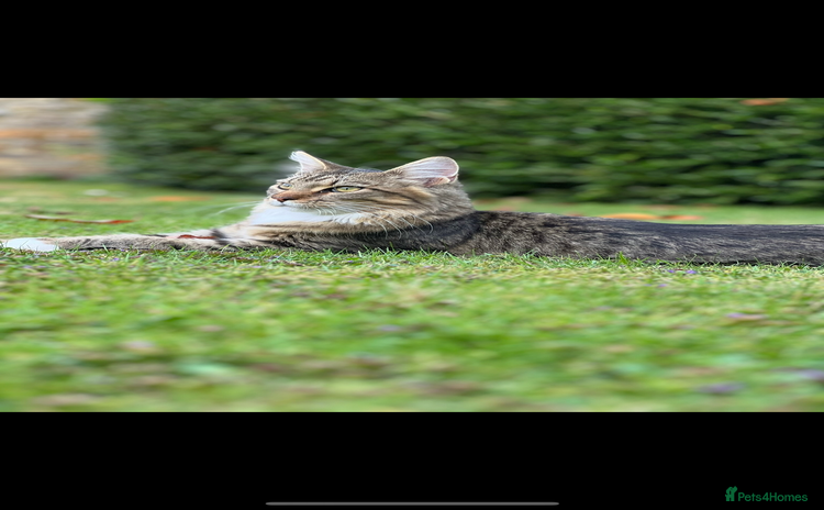 Maine Coon cats - Advert 6