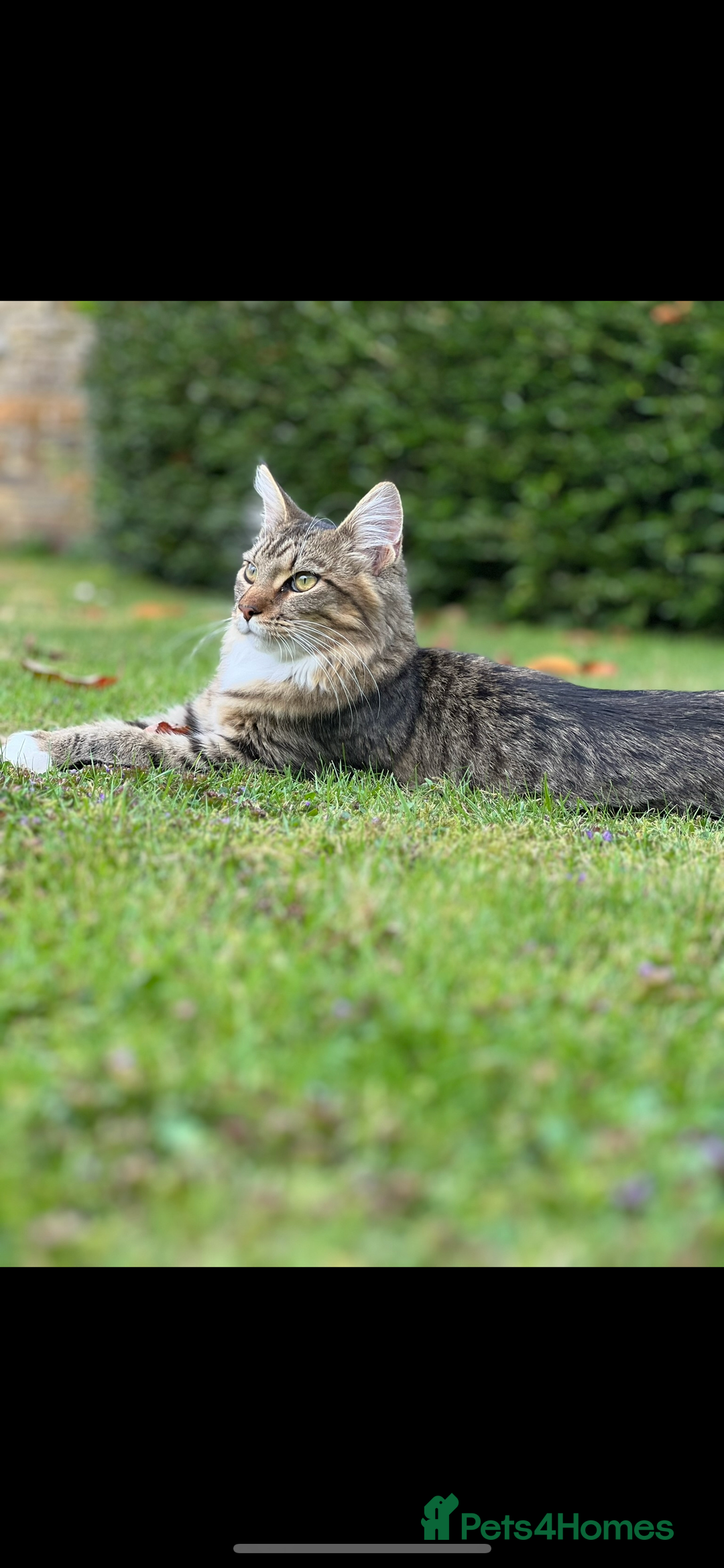 Maine Coon cats for sale: Dolly - Image 3