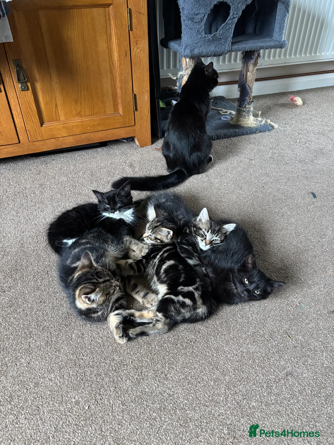 Mixed Breed cats for sale: Tabby girls  - Advert 1