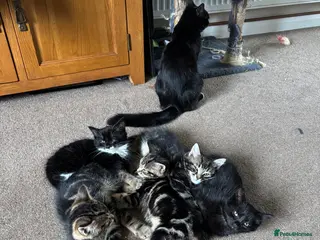 Mixed Breed cats Tabby girls - Advert 3