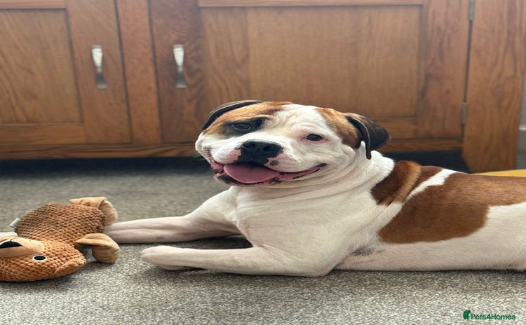 American Bull Staffy dogs - Advert 1