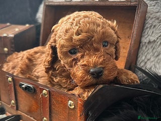 Toy Poodle dogs RED Toy Poodles - Advert 7