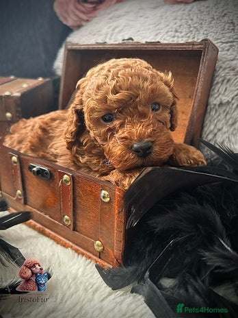 Toy Poodle dogs RED Toy Poodles - Advert 4