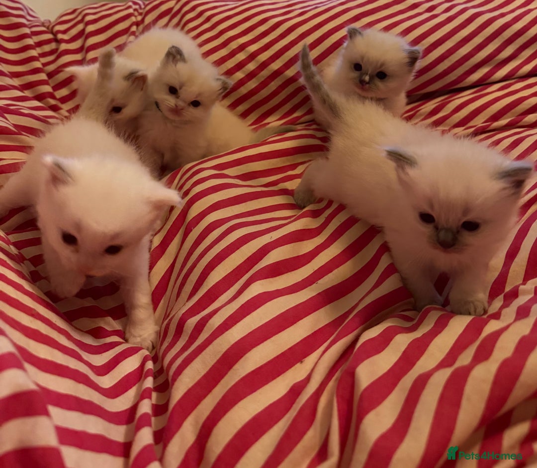 Ragdoll cats for sale: 5 Beautiful Ragdolls looking for a new home  - Image 9
