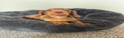Miniature Dachshund dogs for sale: Miniature dachshund  - Advert 11