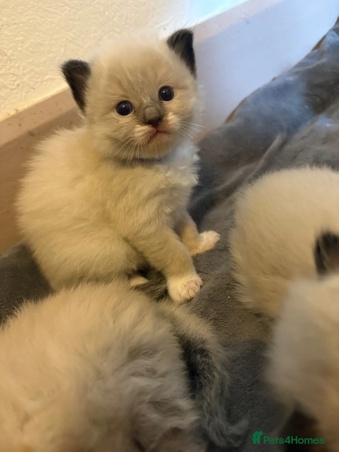 Ragdoll cats for sale: GORGEOUS RAGDOLL KITTENS – 🤍🐾 in Holsworthy - Advert 9