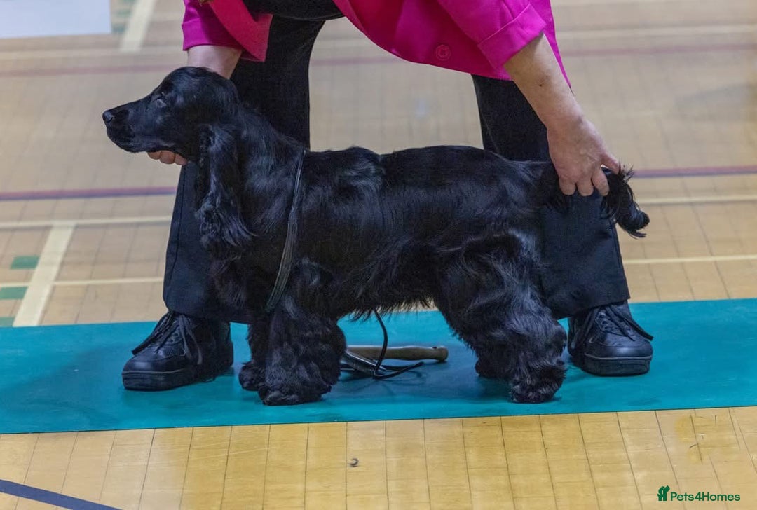 Cocker Spaniel dogs for sale: Handsome Thule - Advert 4