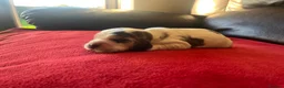 Cocker Spaniel dogs for sale: ⭐️KC Registered Show Cocker Spaniels ⭐️ in Carmarthen - Advert 15